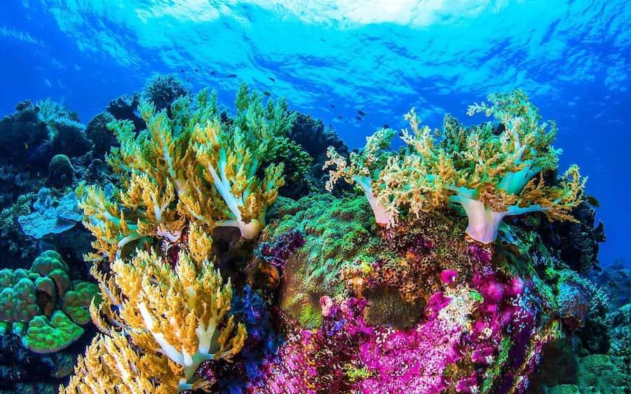 Environmental Friendly Reef Safe Sunscreen UK